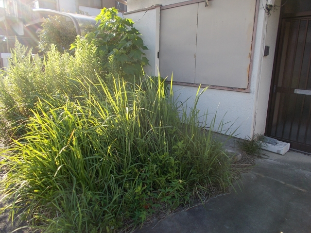 空き家の雑草は市役所に相談できる?関市の相談先と伝える前に準備したいこと