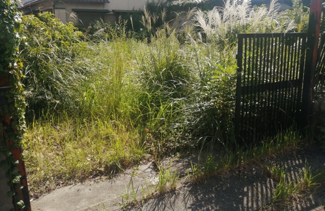 空き家の雑草は市役所に相談できる?関市の相談先と伝える前に準備したいこと