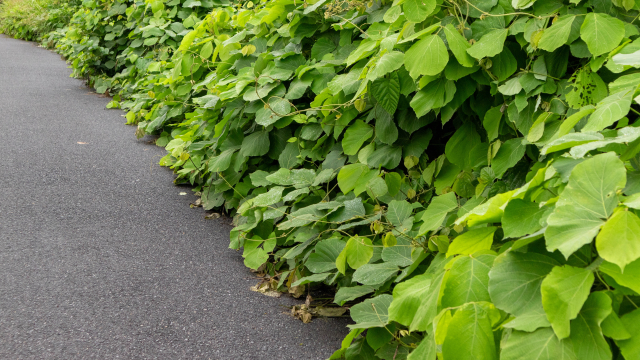 道路の草刈りを勝手にしていい?関市の市道・県道・国道の管理者と相談先を解説